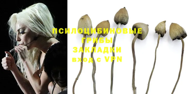 Галлюциногенные грибы Psilocybe  Тосно 